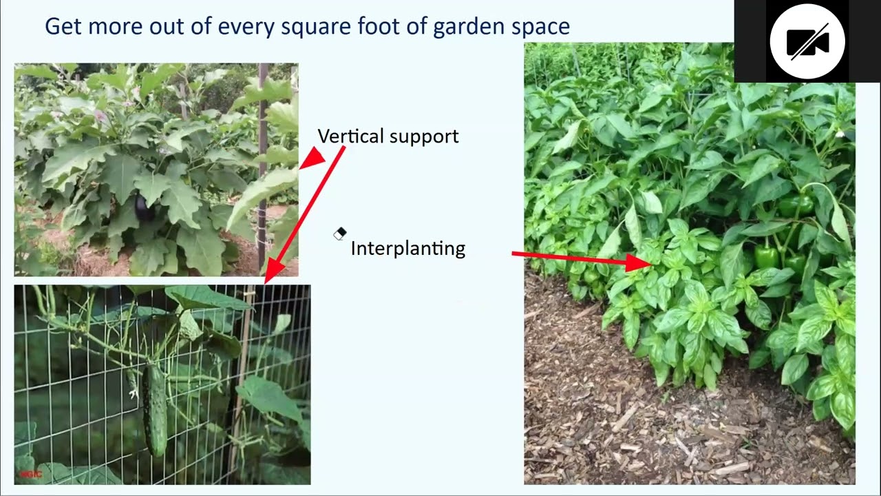 Dig In:  May 9-Containter Gardening on a Budget & Watering