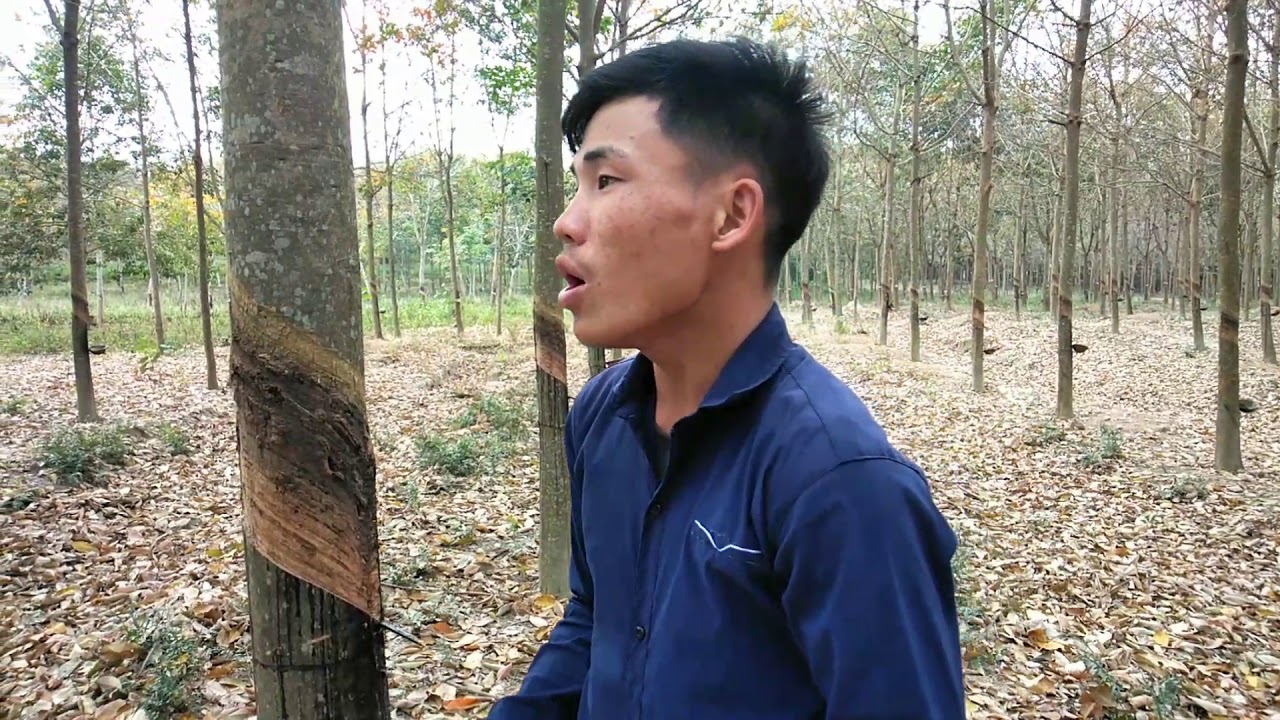 nkauj noj peb, caug txhua txhua xyoo peb cov hmoob