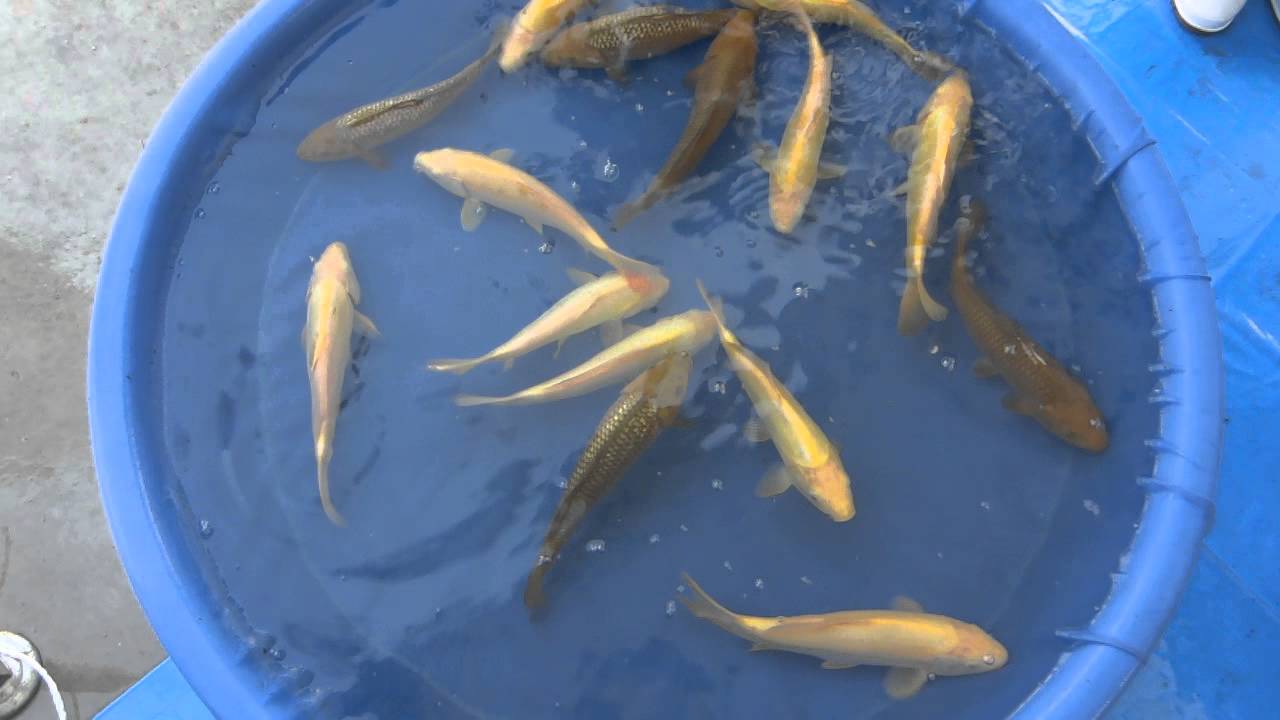 Zoo-Flottmann - High Grade Tosai Karashigoi, Gin Rin Chagoi Ogata Koi Farm