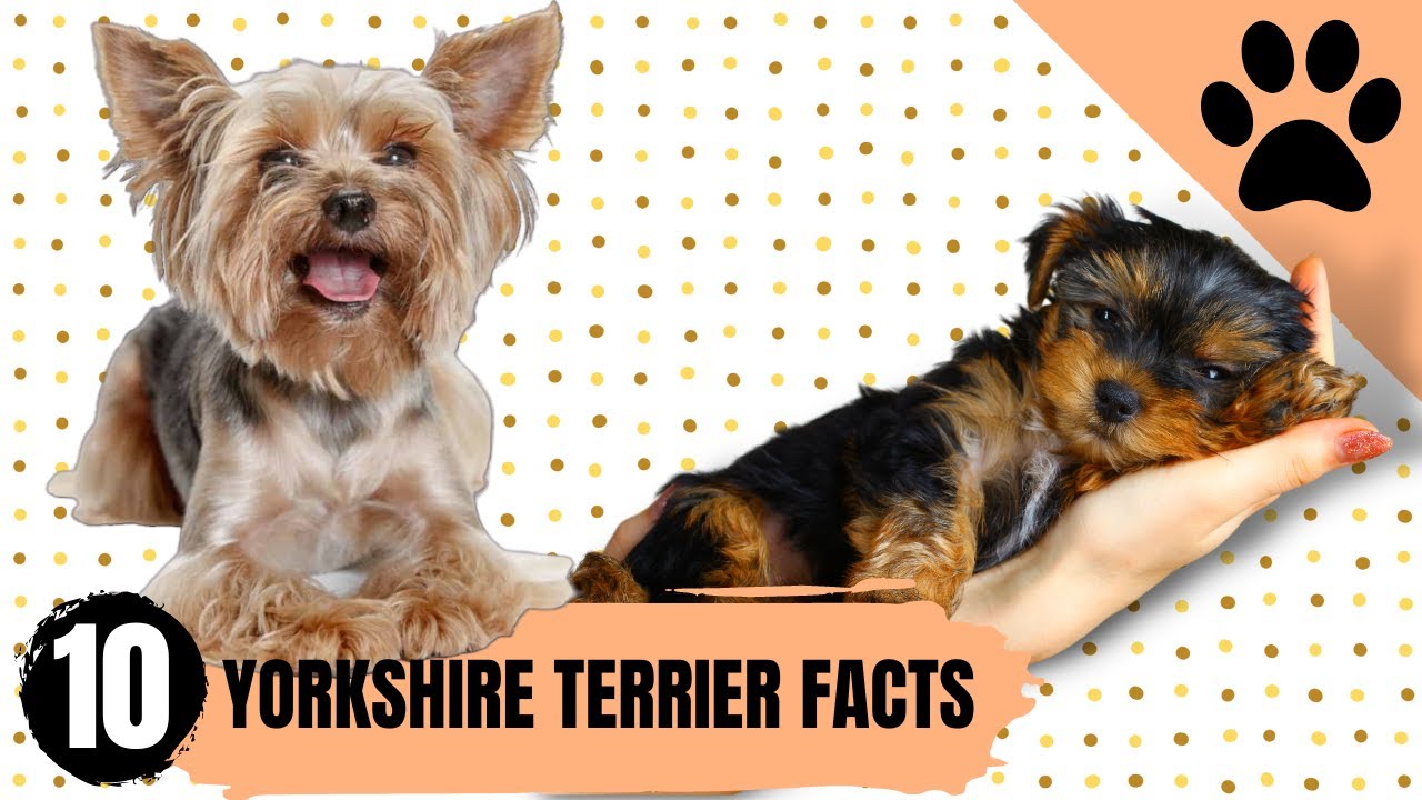 Yorkshire Terrier - Top 10 Facts