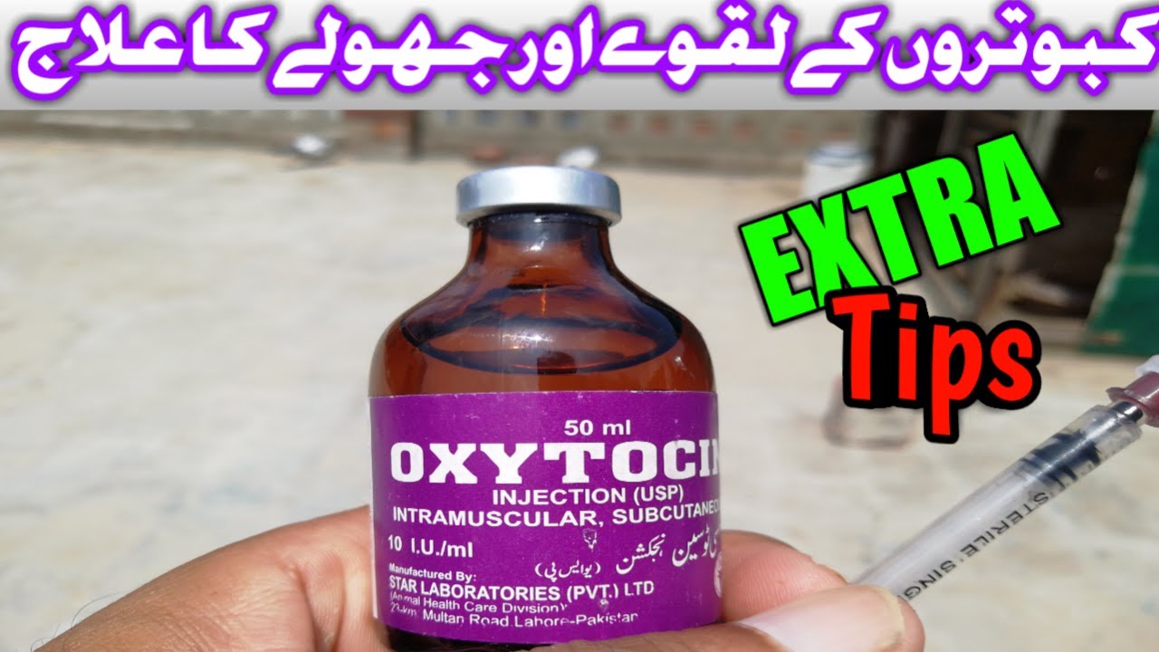 Treatment Paralysis Pigeons Kabooter k Laqway or Jholy ka ilaj (urdu/hindi)