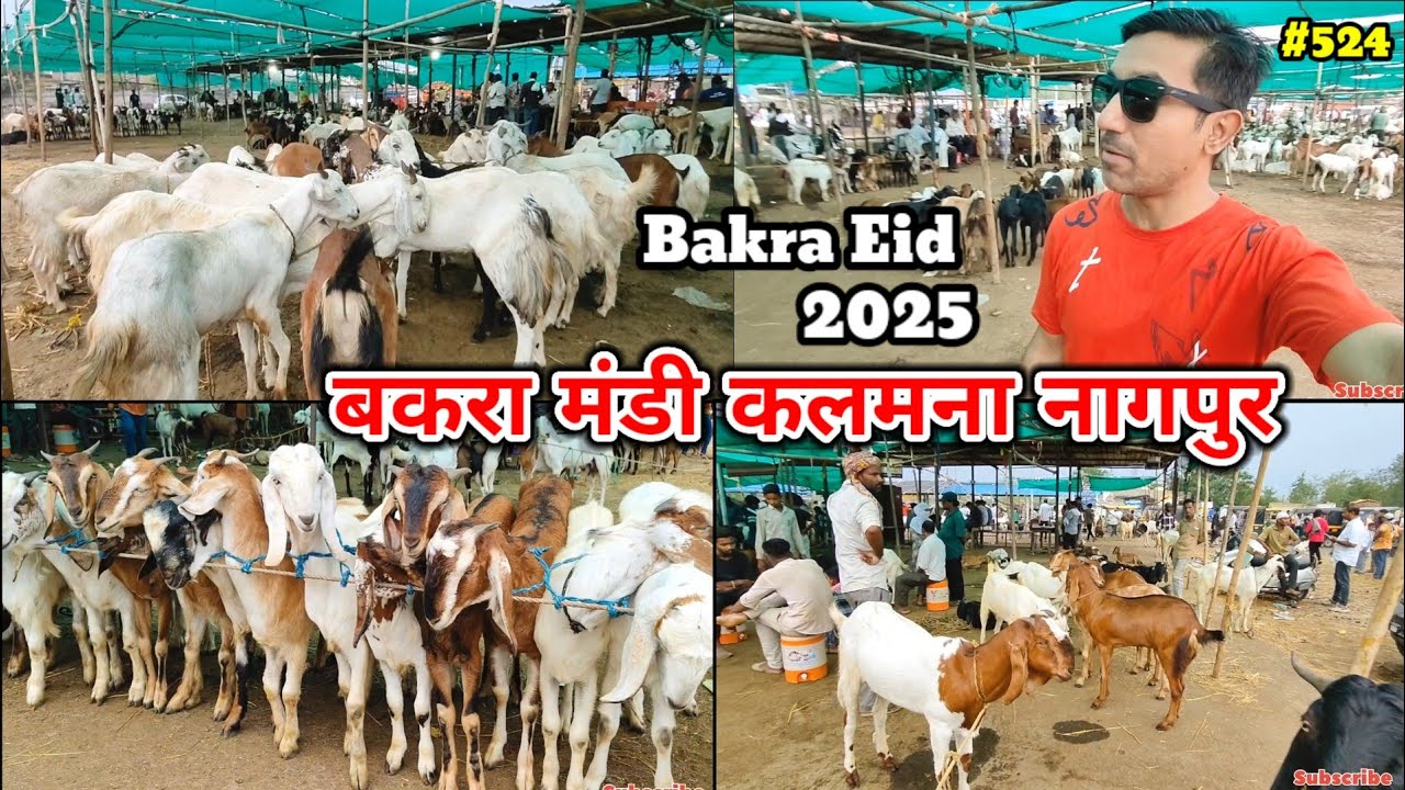 Bakra Mandi Kalamna Nagpur || बकरा मंडी नागपुर 2025 || कलमना बकरा मंडी || Mohsin Youtuber Nagpur ||