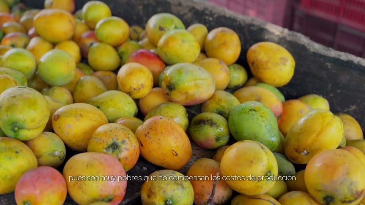 Productores de Mango PARTE 1 - ASOANOLAIMA