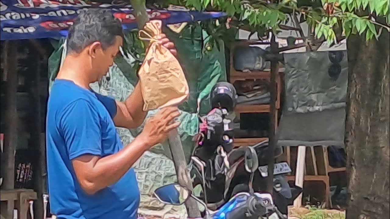 PB PLERED CIREBON BURUNG MAHAK DI JUAL ASAL LAKU