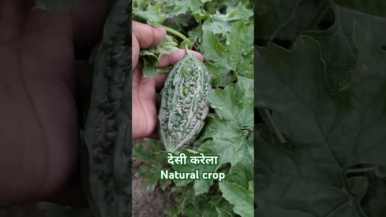 Desi karela देसी करेला 