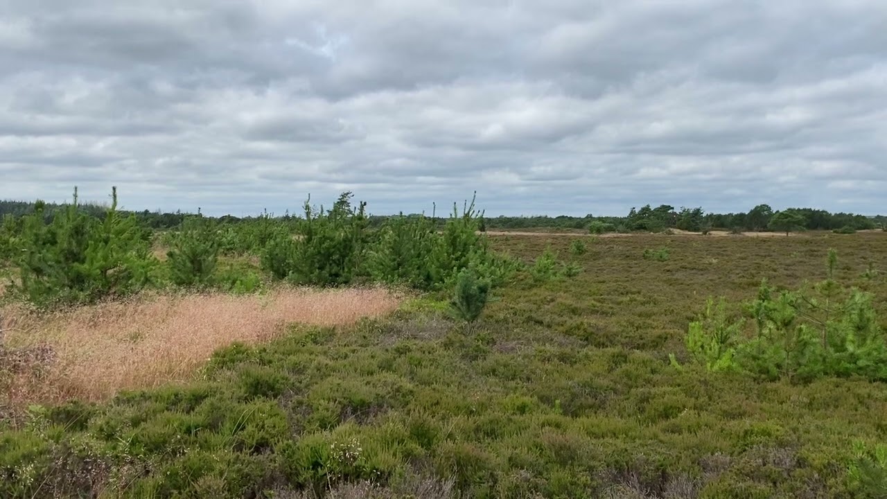 Klelund Plantage 12/7 2024.