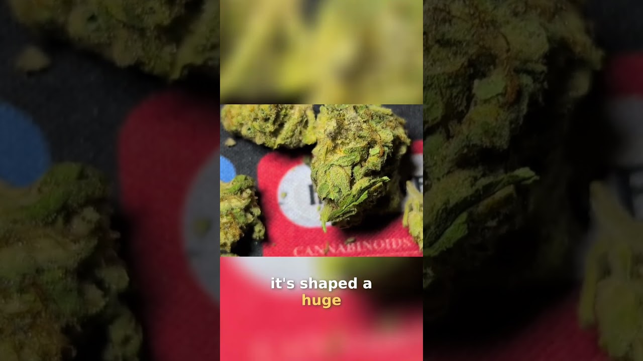 OG Kush: The Legendary Cannabis Strain Explained! #shorts