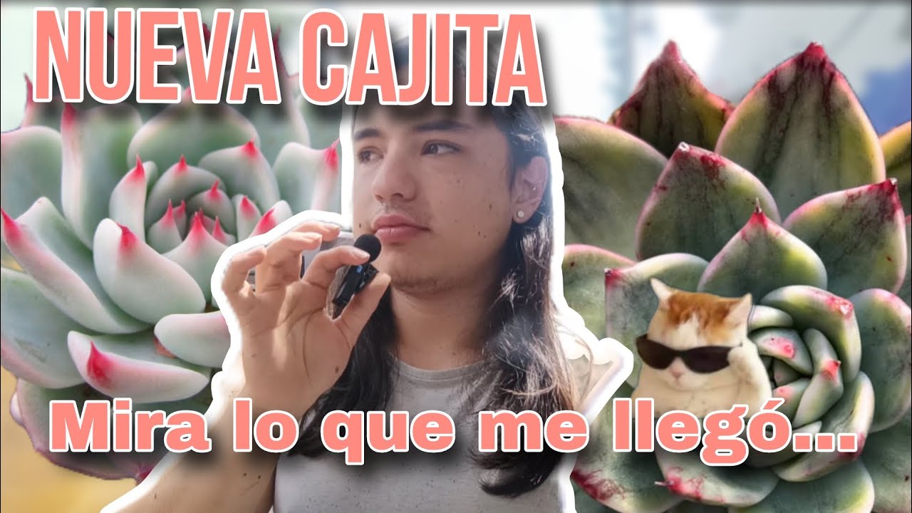 Llegaron nuevas integrantes a la colección/@PachyAmor 