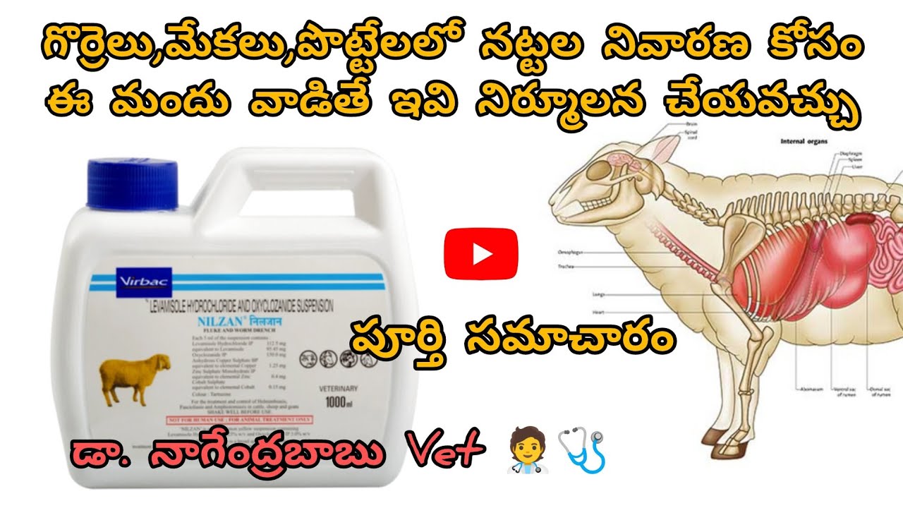 NILZAN deworming medicine use in sheep&goats ఈ nilzon మందు వాడితే ఈ నట్టల నిర్మూలన చేయవచ్చు#worms