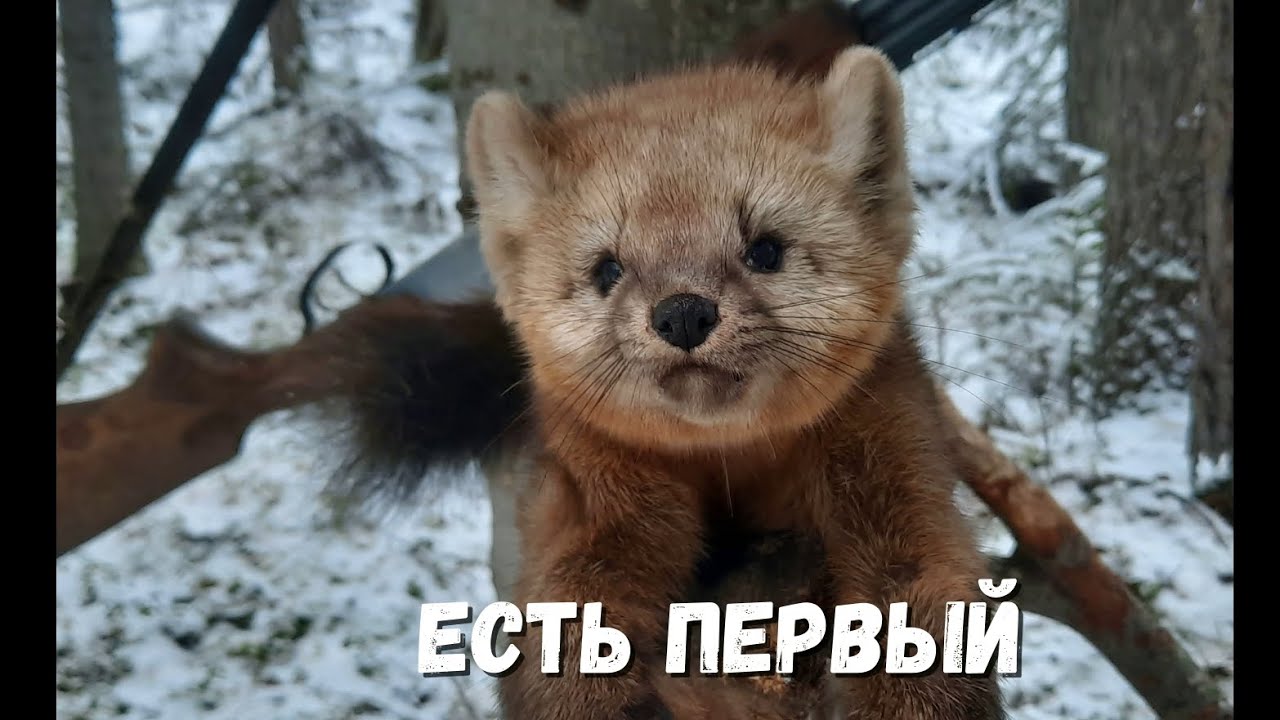 ПЕРВЫЙ СОБОЛЬ В СЕЗОНЕ.
