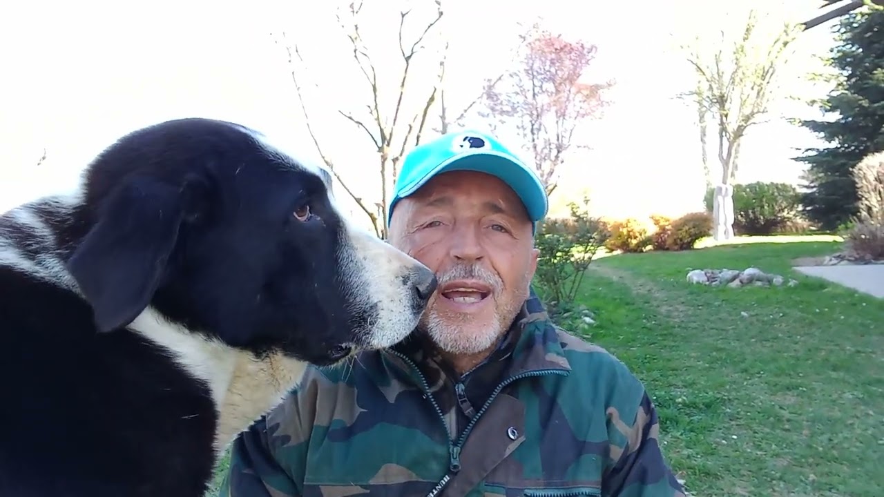 I lupi stanno aumentando, adesso è necessario aumentare la Cultura Cinofila sui Cani Anti Lupo!