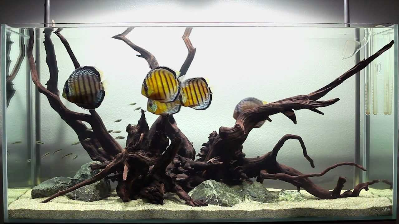 A Hardscape for Discus