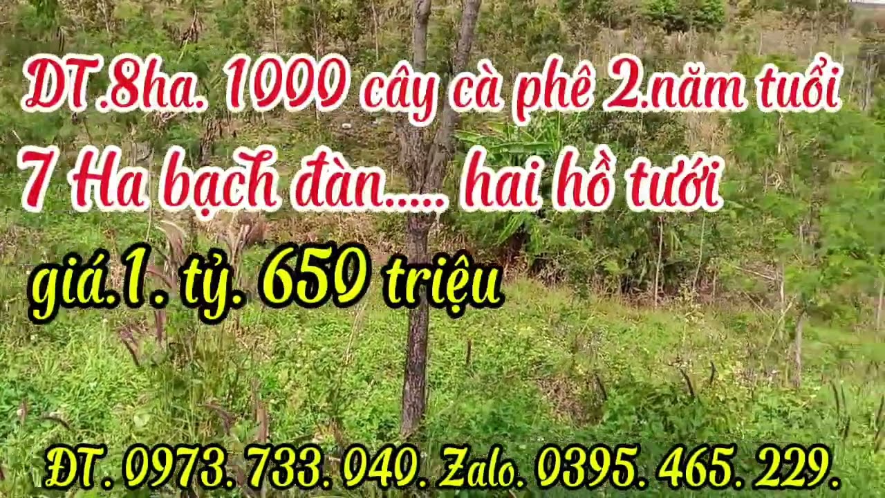 DT.8ha. 1000 cây cà phê 25 tuổi. 7ha bạch đàn. 2. hồ tưới. Giá.1.tỷ. 650 triệu