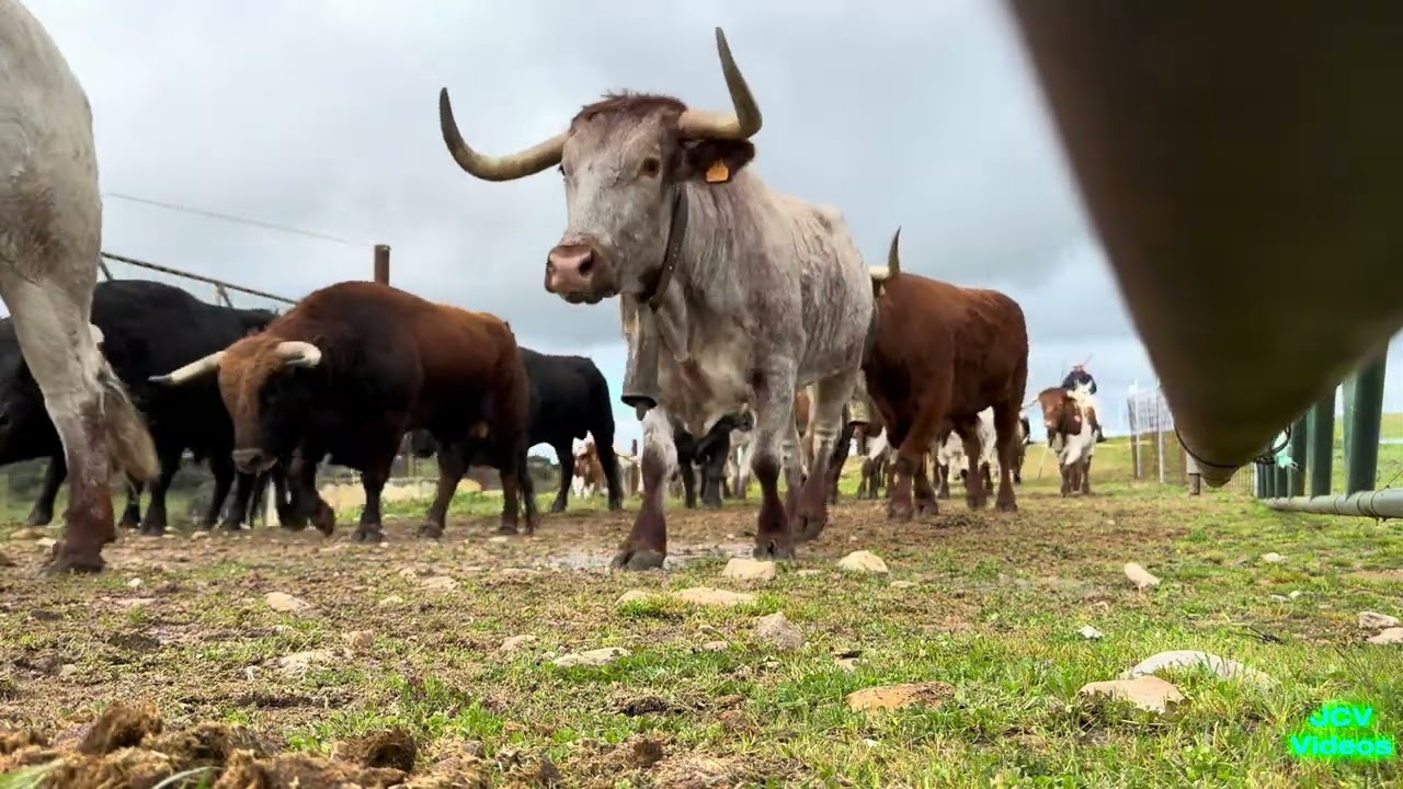 Carnaval del Toro 2025 - Trabajo toros encierro a caballo