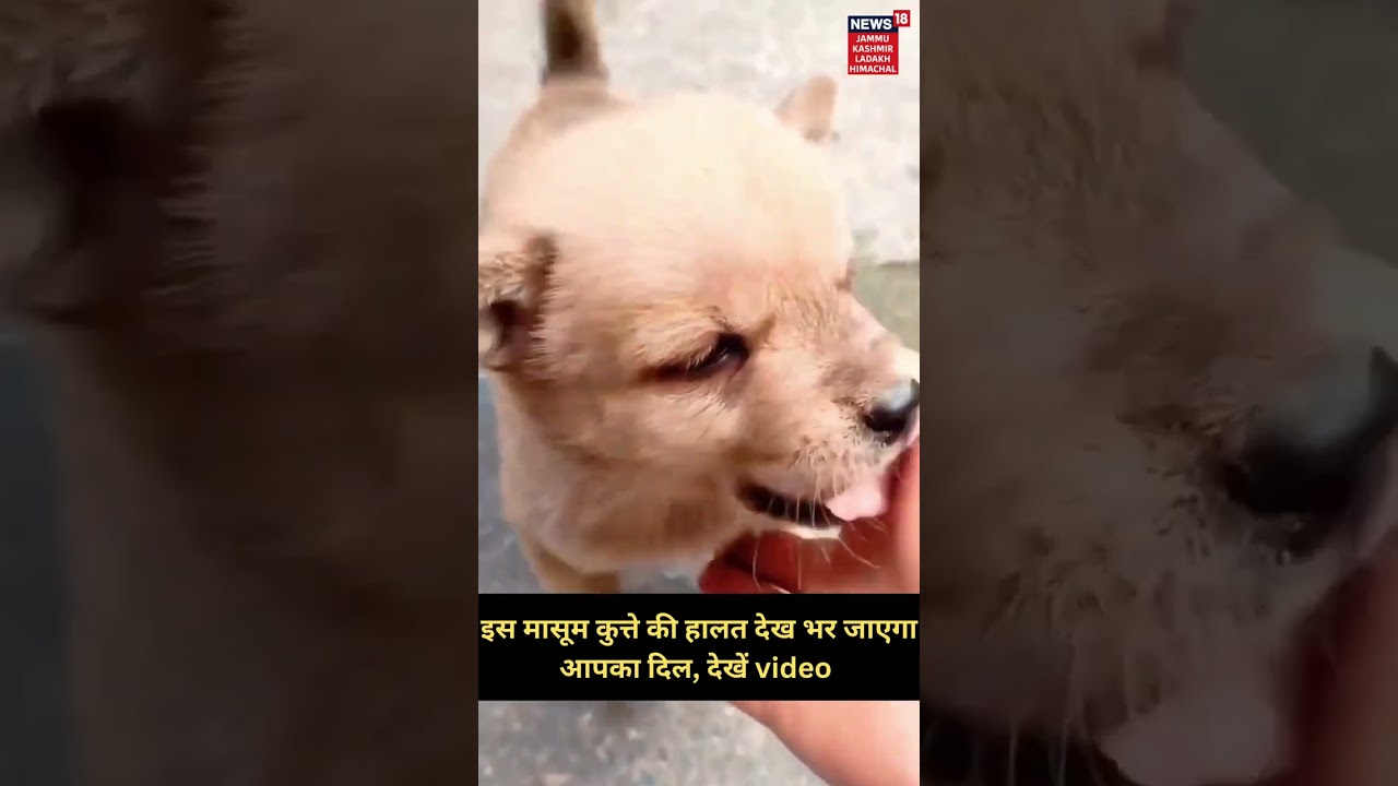 viral video  | Watch condition of this innocent dog will fill your heart, Internet finds funny