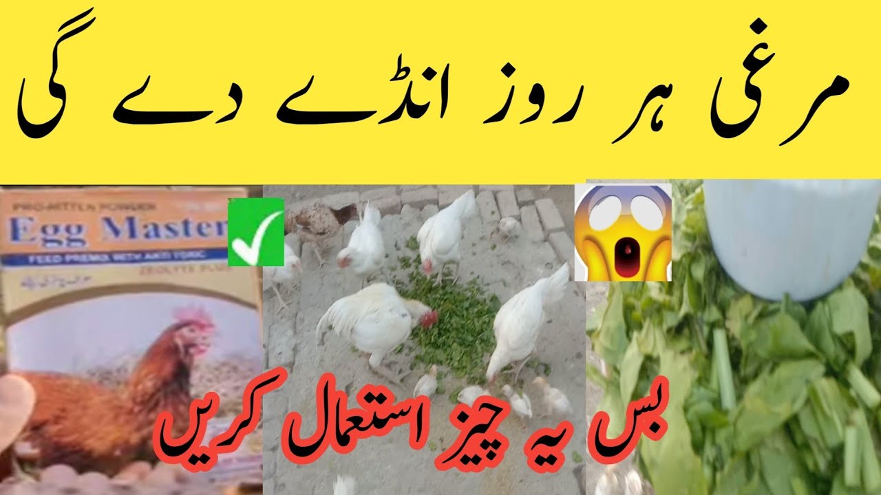 “Increase Egg Production Fast | “How to Get More Eggs from Hens | By Aseel Hen House 