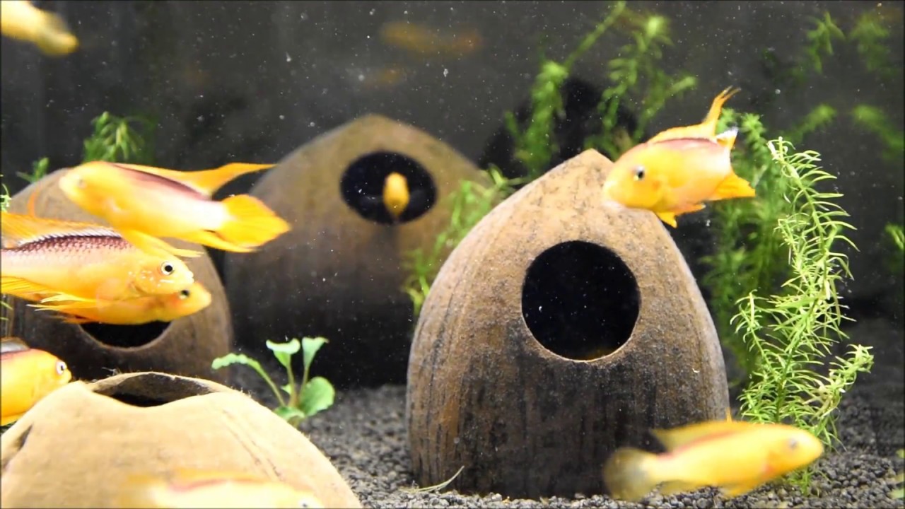 Apistogramma Agassizii Fire Red