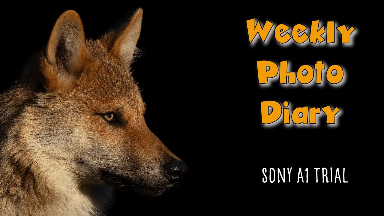 Photo diary with Sony A1 and 200-600mm test with wild wolves, tips and chat from pro andy rouse