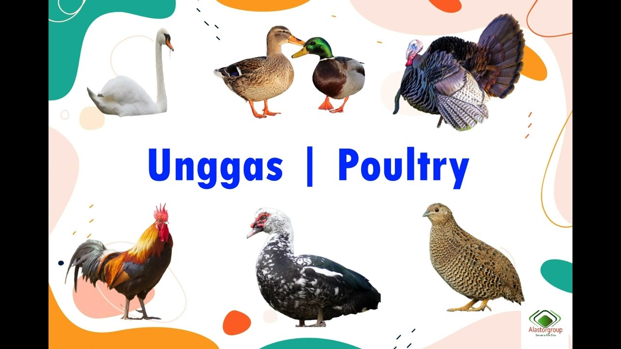 Nama Binatang Unggas | Binatang Unggas | Belajar mengenal binatang Unggas | Tractor | inggris