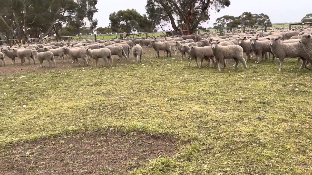 Murrabinna ewe2