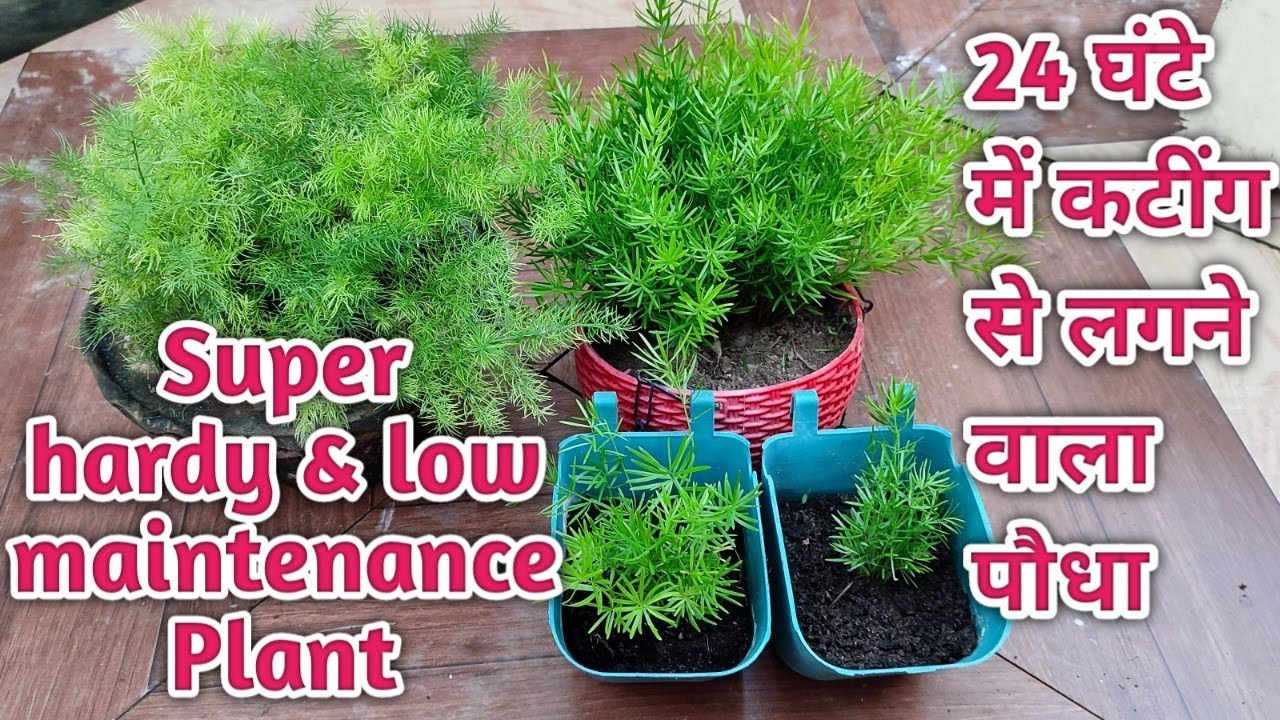 How To Grow Asparagus | Care & propagation Of Asparagus Plant | Super Hardy & low Maintenance Plant