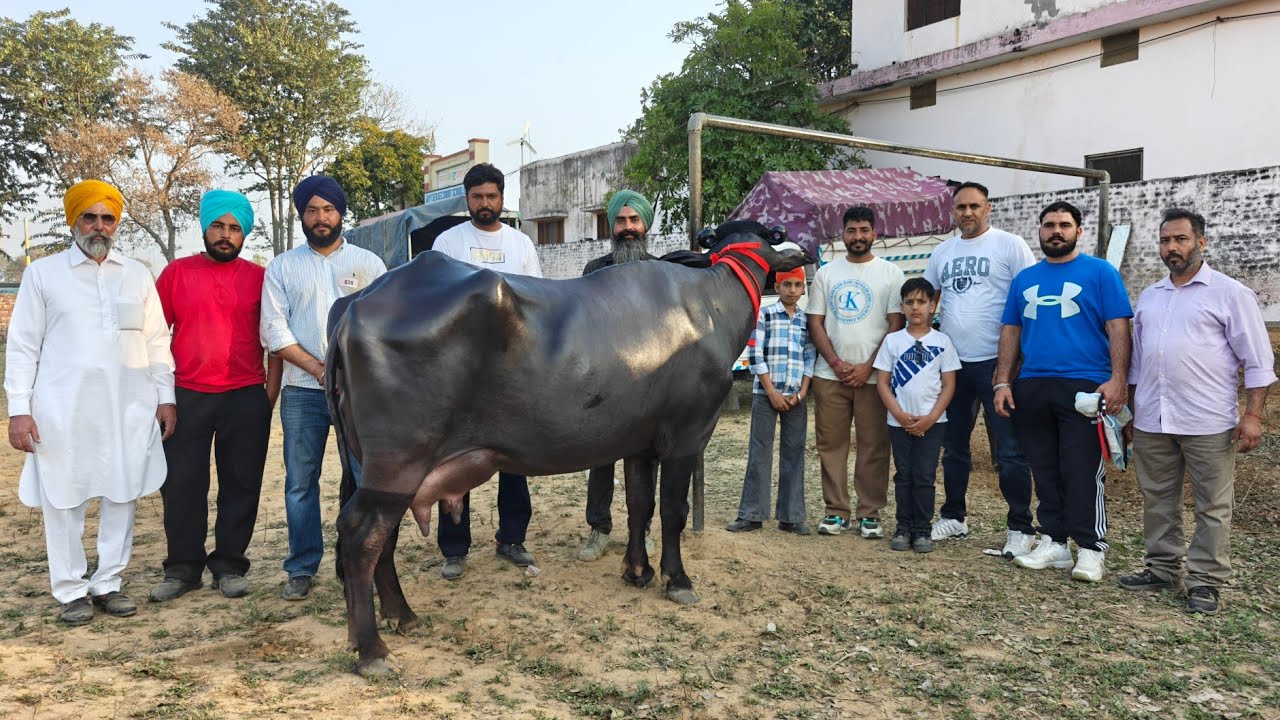 ਮਾਣੂੰਕੇ ਸੰਧੂ ਵਾਲੇ ਮੇਲੇ 'ਚ ਆਈ ਇੱਕ ਮੁਰਾਹ ਝੋਟੀ, Team Work Vill Beerh Rauke 