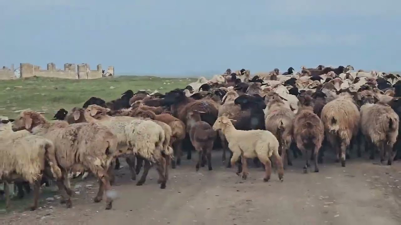 2025 0608 Near to Song Kul