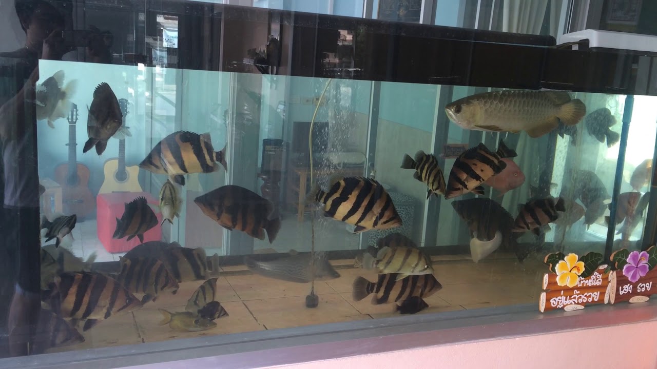 ปลาเสือตอ ชุดรวม (ในอดีต)