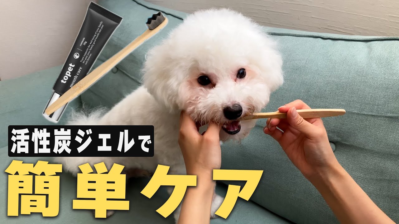 【獣医師監修】活性炭配合ジェル『デンタブラック』で犬の歯を守る｜塗るだけ簡単ケア