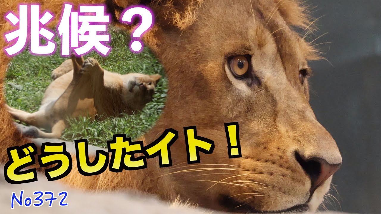 No372　イトの何かの兆候を感じ取ったパーチェは！【円山動物園ライオン 】　#lion   #オリトファミリー　#zoo