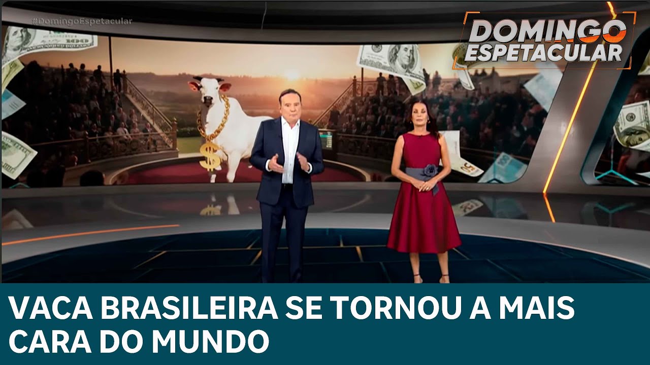 Vaca do Paran&aacute; se torna a mais cara do mundo e atrai investidores famosos no Brasil