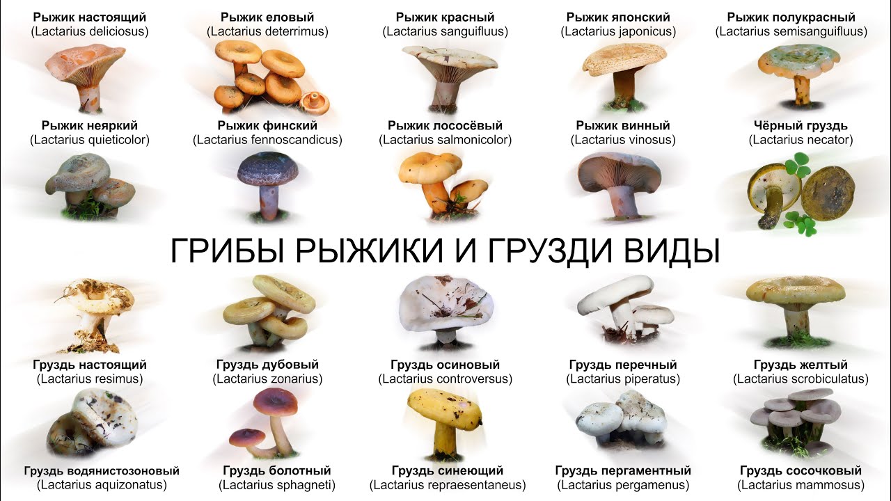 ГРИБЫ РЫЖИКИ И ГРУЗДИ ВИДЫ