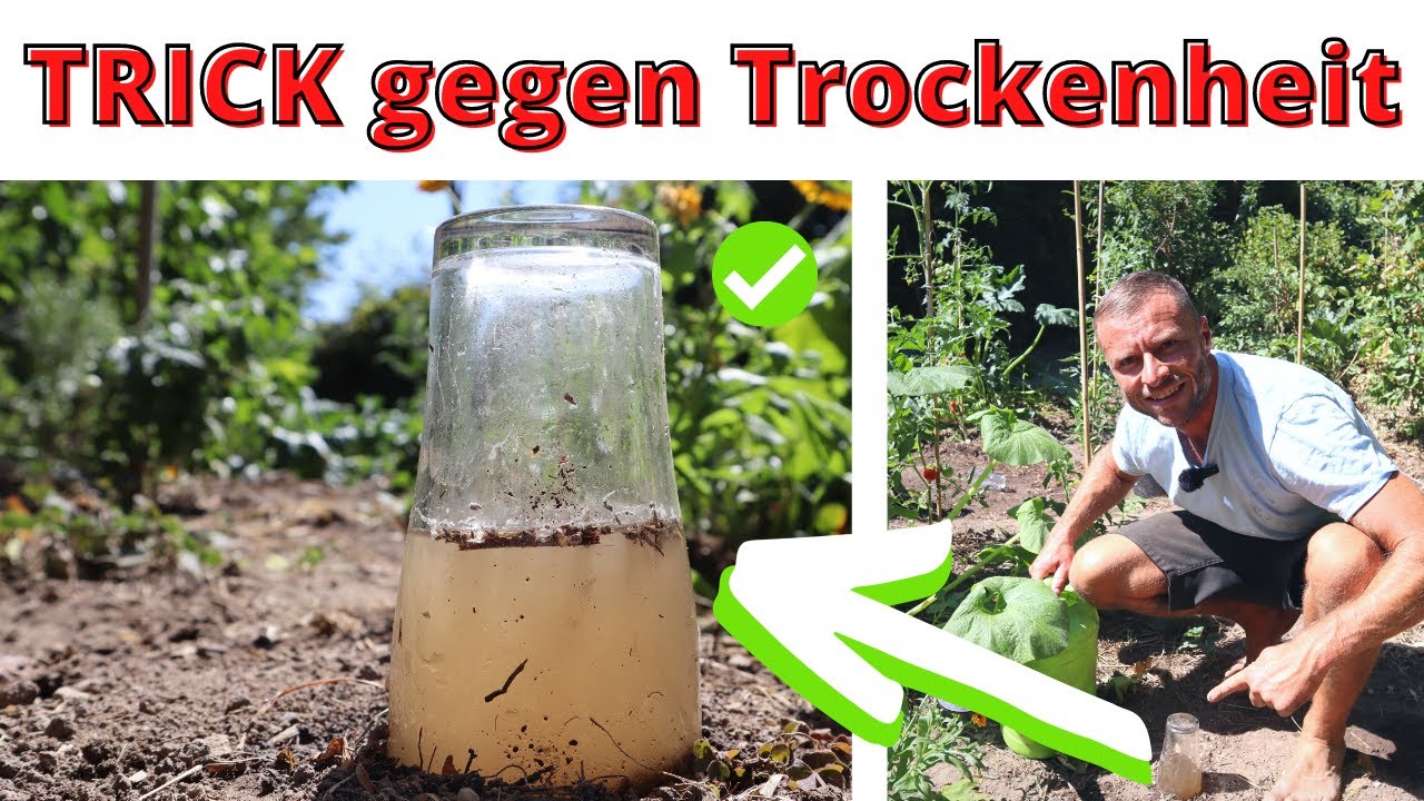 Erde nimmt kein Wasser auf💧: Dieser TRICK hilft gegen Trockenheit im Garten !