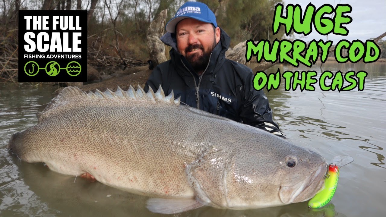 HUGE Murray Cod On The Cast | The Full Scale