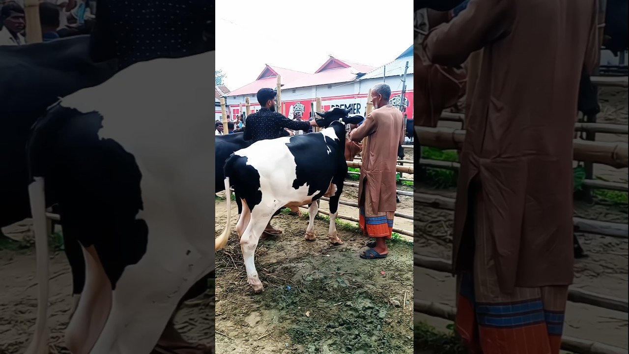 Giant Black & White Cow Arrives at the Market! 🐄 #shorts #animals #cow