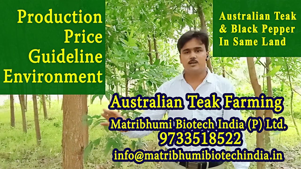 Australian Teak Farming : All You Need To Know (2020)