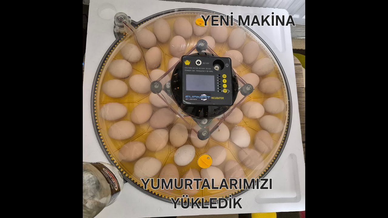 YENİ KULUÇKA MAKİNASINA YUMURTALARIMIZI YÜKLEDİK