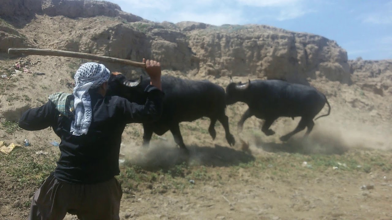 فحل رزاق العبيد وفحل افلايح حسن جبر