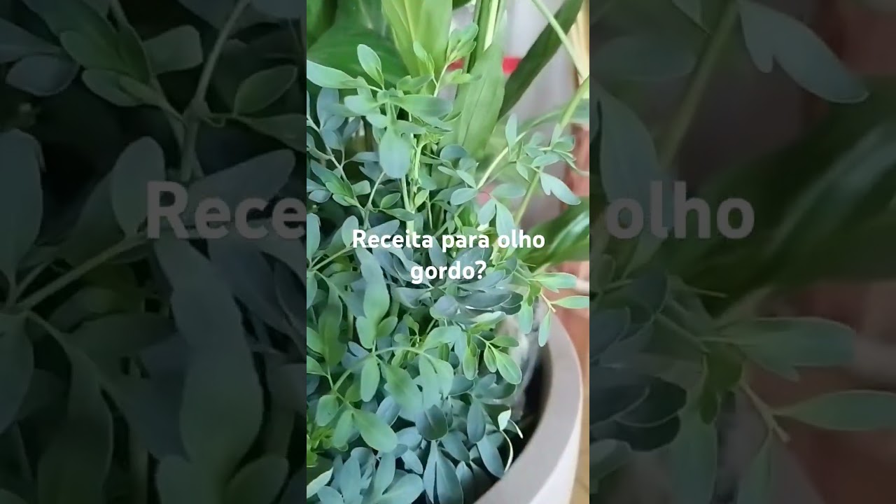 Arruda usada para afastar mau olhado #plantas #dicas #natureza