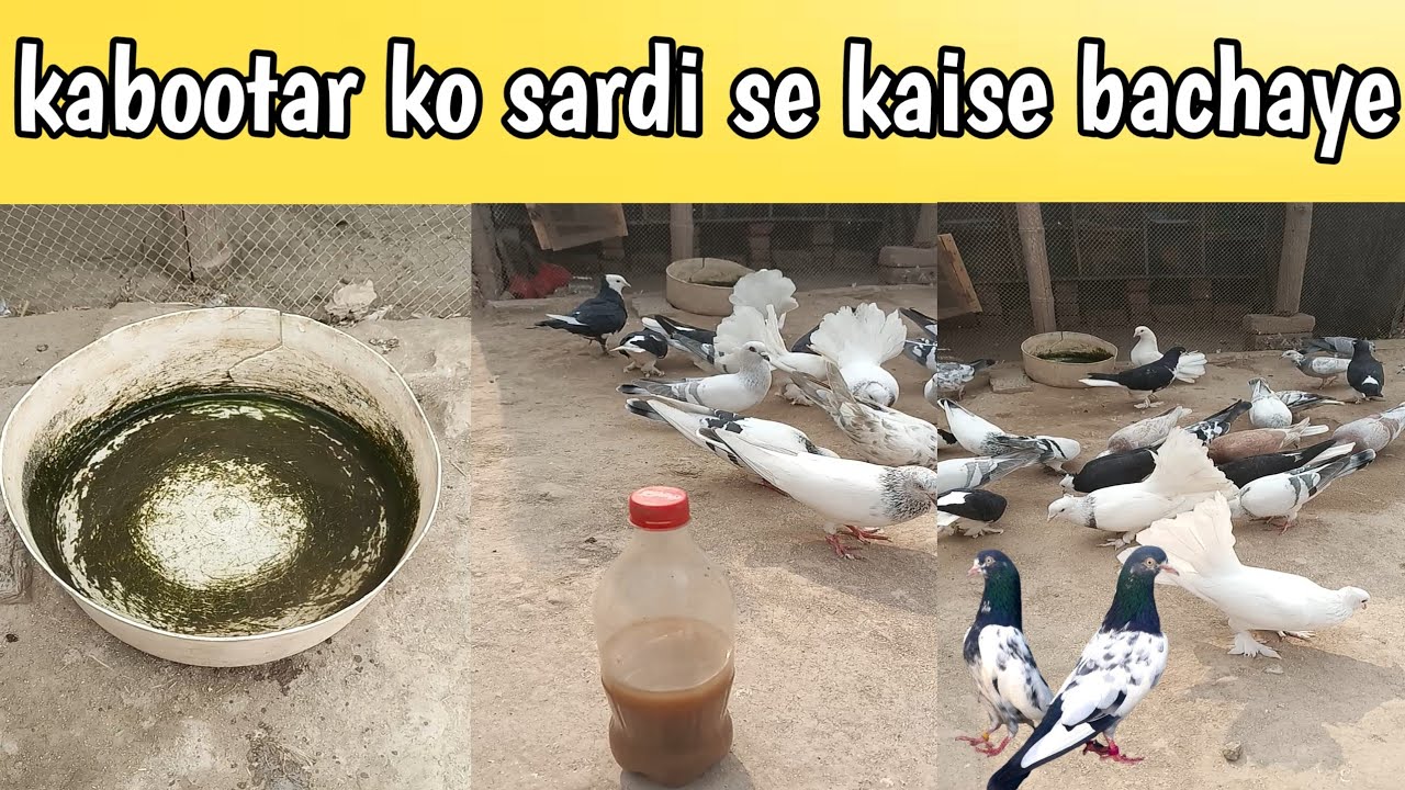 kabutar ko sardi se bachane ka tarika || Pigeons ko sardi se kaise bachaye