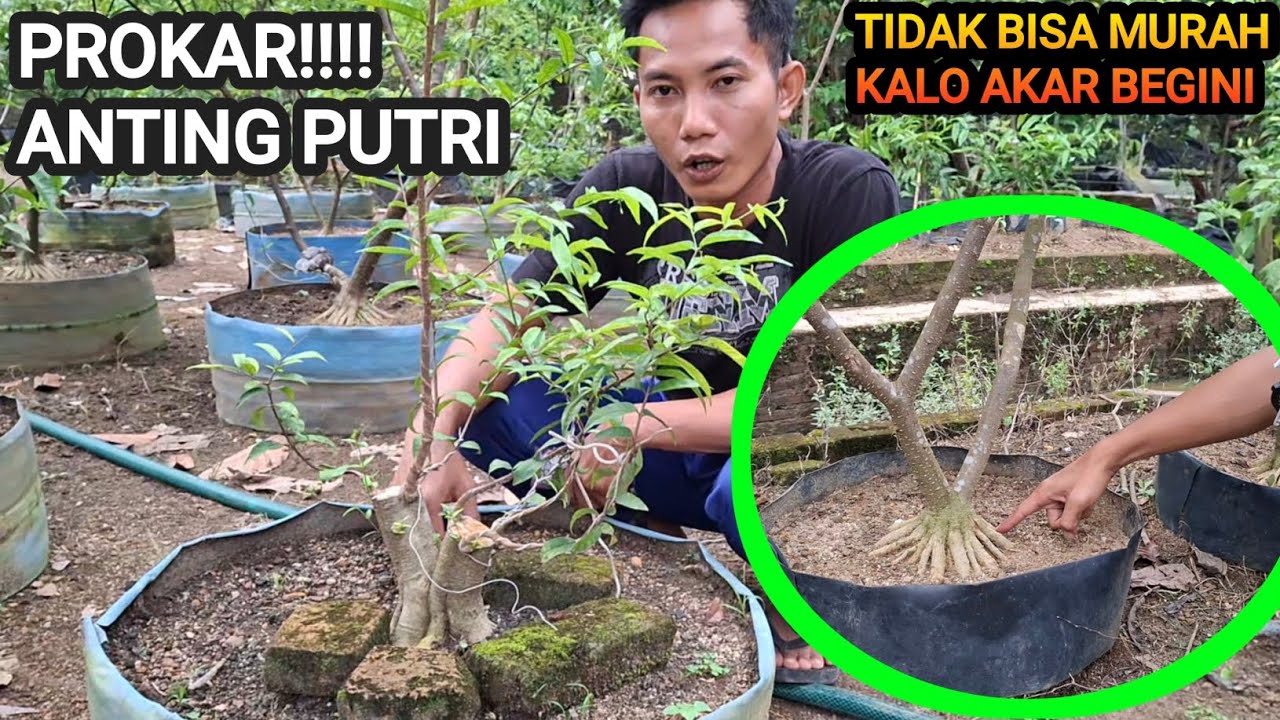 HARGA BERAPA KALO BONSAI ANTING PUTRI AKAR GINI ???