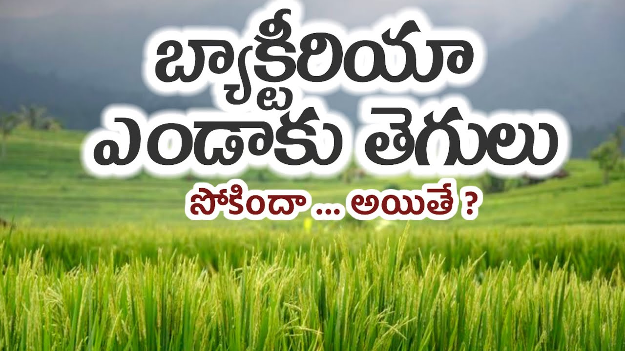 blb in paddy | వరిలో ఎండాకు తెగులు నివారణ | bacterial leaf blight in paddy