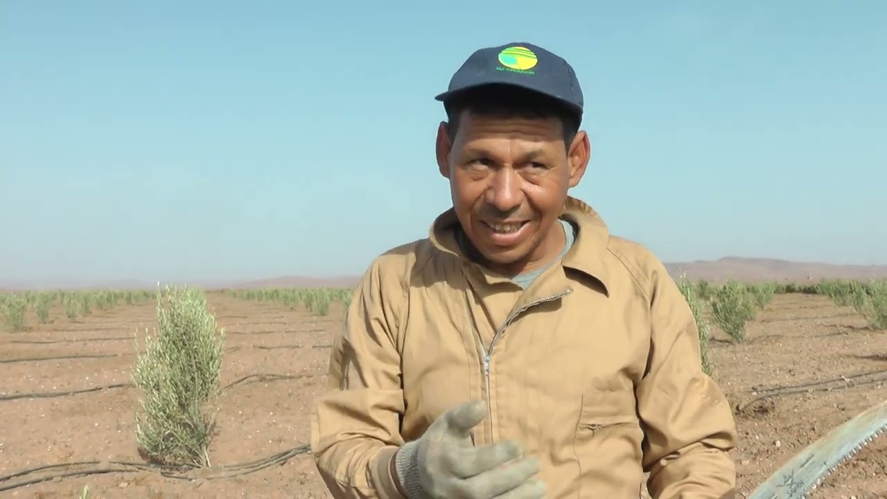 متى يتم تقليم شتلات الزيتون؟ أضرار تأخير التقليم وإقناع فلاح من منطقة الشماعية الجزء2