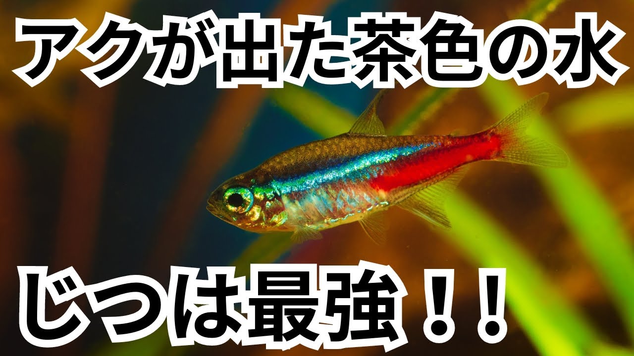 ブラックウォーターに隠された熱帯魚が好む凄い理由