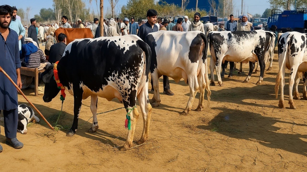 Gondal Mandi latest update 2 Aug 2025!Cow for sale new video!Cholistani cow in Pakistan!#cow#dairy