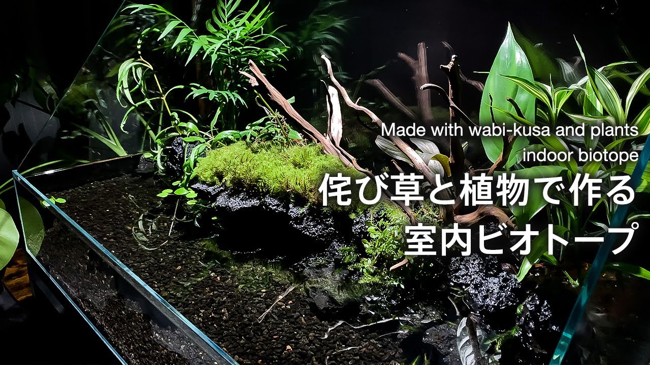 多種多様な植物で彩る【アクアリウム】