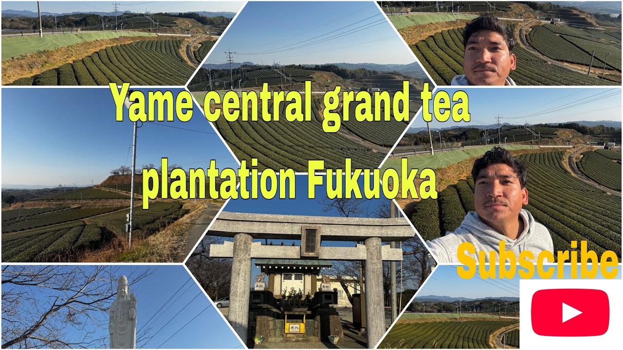 Oh my god 😲!!जापान मा पनि इलाम को जस्तै चिया बारी. Yame central tea plantation Fukuoka 