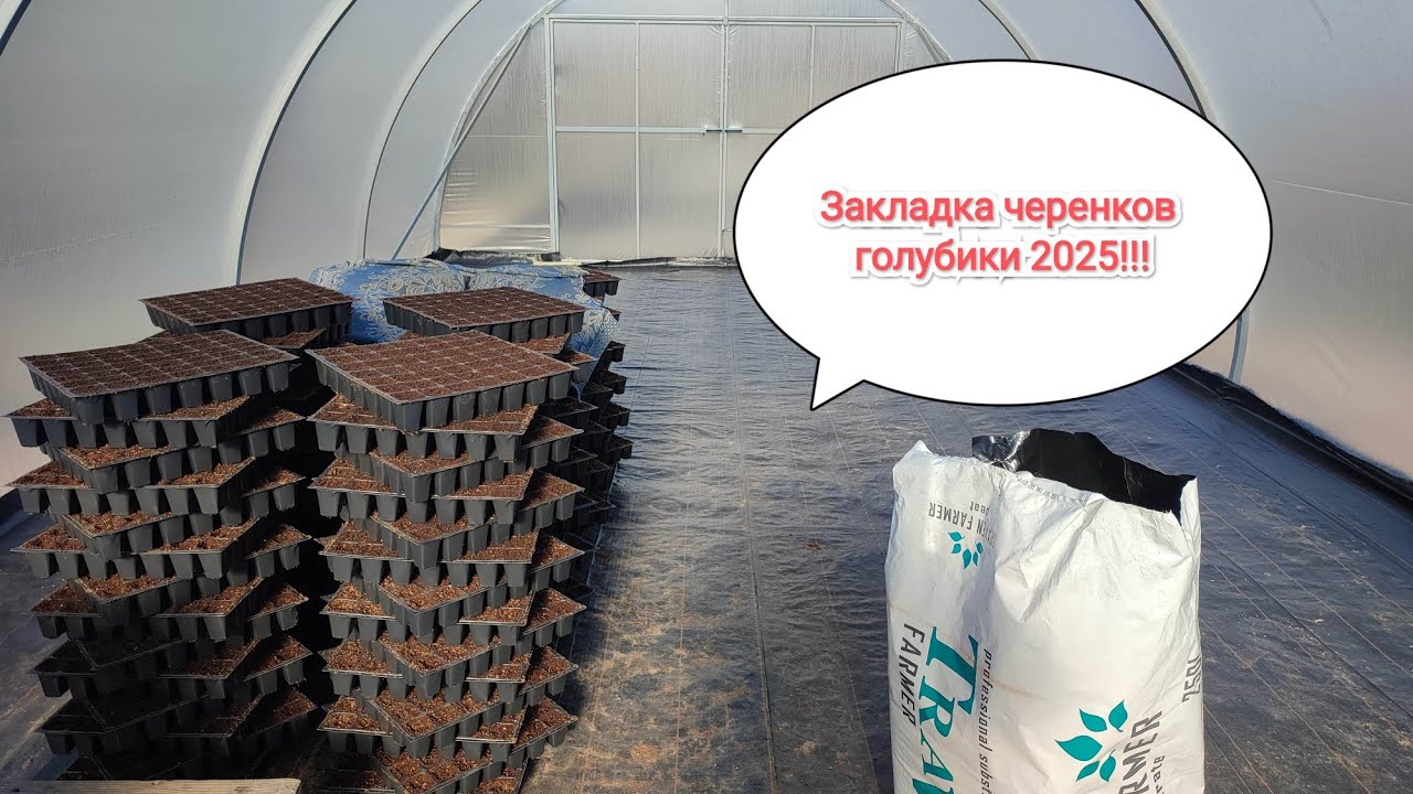 Начало черенкования голубики 2025.