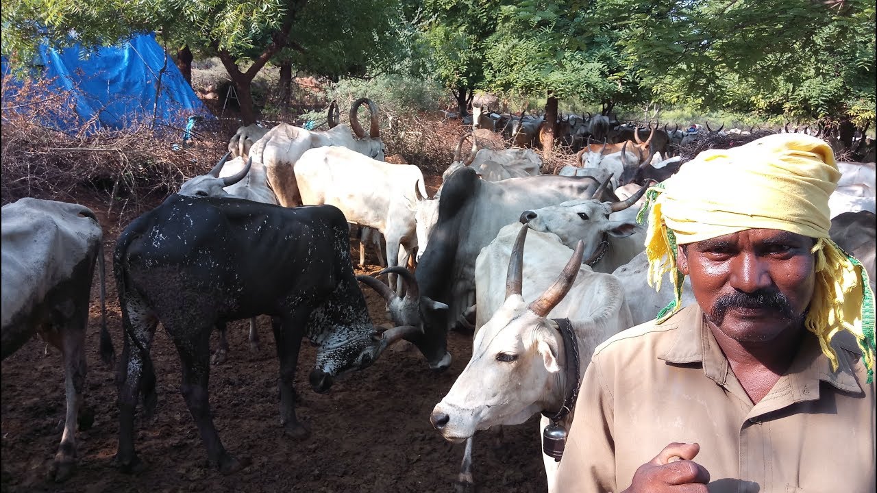 தேனி மலைமாடு: மஞ்சநாய்க்கன்பட்டி கிடைTheni Malai Maadu: Manjanaickanpatty herd.