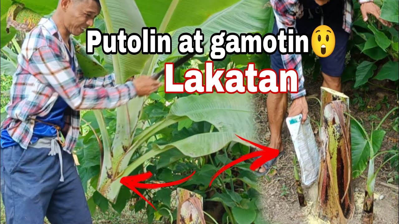 Paraan para masalba o maiwasan ang mabilis na pag kalat ng mga sakit sa ating tanim na lakatan.